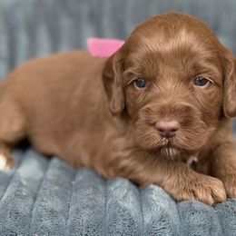 Nova - Caramel red female Australian Labradoodle puppy in Phoenix, Arizona from Luxe Labradoodles