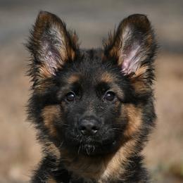 Gypsy - German Shepherd