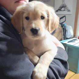 Pink collar - Light golden female Golden Retriever puppy in Brush Prairie, Washington from Paradise Peaks