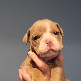 Bulldog Puppies from Wiggle Butts Bulldogs