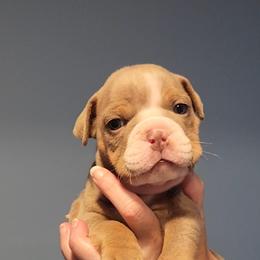 Bulldog Puppies from Wiggle Butts Bulldogs