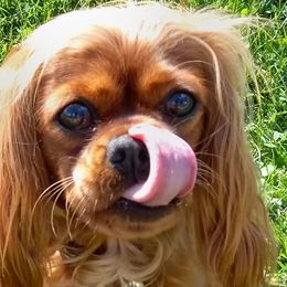 Cavalier King Charles Spaniels from Empress Cavaliers