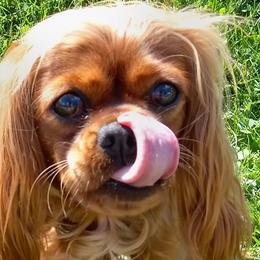 Cavalier King Charles Spaniels from Empress Cavaliers
