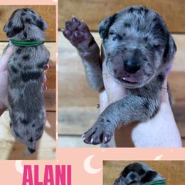ALANI - Merle female Great Dane puppy in Wellsville, New York from Prophecy Danes