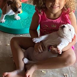 American Bully Puppies from Shooting Star Bullies