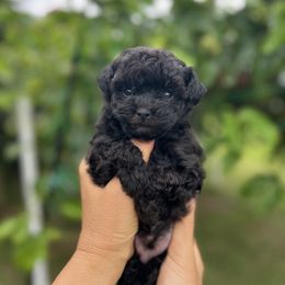 Boy 1 - Blue male Poodle puppy in Hilo, Hawaii from Premium Teacup Puppy of Hawaii