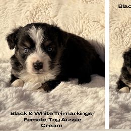 Australian Shepherds from Farm Girl Aussies