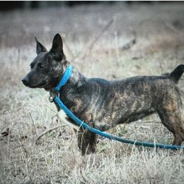 Journey - Teddy Roosevelt Terrier
