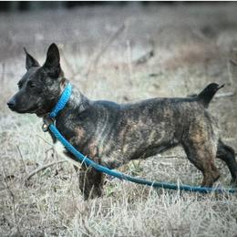 Journey - Teddy Roosevelt Terrier