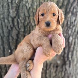 Lucy (Light Pink Collar) - Red  female Goldendoodle puppy in Bay City, Texas from Charming Doods