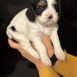 Cavalier King Charles Spaniel, Cavapoo, Maltipoo, and Poodle Puppies from Lainy's Puppies