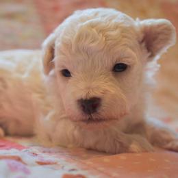 Romeo - White male Maltipoo puppy in Rainbow City, Alabama from Southland Farm Kennels