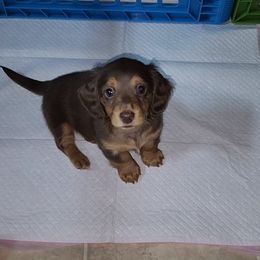 Girl 5 - Chocolate and tan Dachshund puppy in Florida from DK Miniature Dachshunds