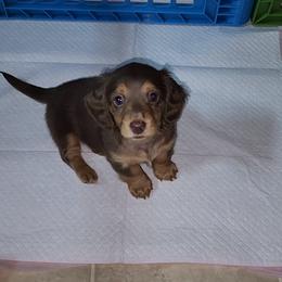 Girl 5 - Chocolate and tan Dachshund puppy in Florida from DK Miniature Dachshunds