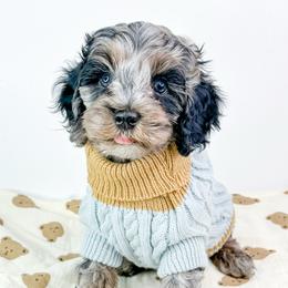 Woodstock - Merle male Cockapoo puppy in Otisville, Michigan from Danie’s Darling Doodles LLC