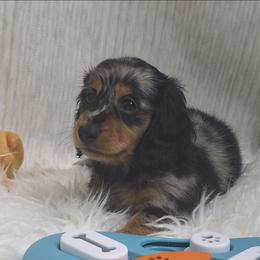 Wildberger - Dapple male Dachshund puppy in Dade City, Florida from Kingpindoxies