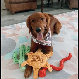 Cavalier King Charles Spaniel and Golden Retriever All Grown Up from Emerald Grove Puppies