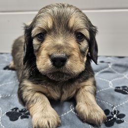 Maggie - Cream female Dachshund puppy in Anaconda, Montana from Montana Country Dachshunds
