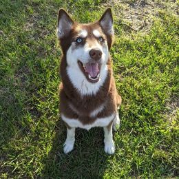 Scarlett - Siberian Husky