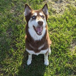 Scarlett - Siberian Husky