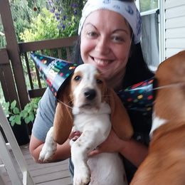 Basset Hound puppies from Bad and Boujee Basset Hounds