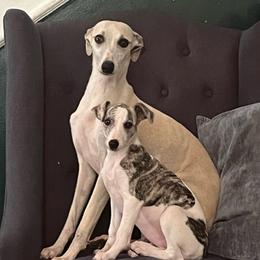 Fillis - Fawn brindle female Whippet puppy in Clinton, Tennessee from Ivanhoe Borzoi