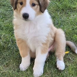 Sundance's Misty - Sable and white female Collie puppy in Rapid City, South Dakota from Sundance Scottish-Colleys