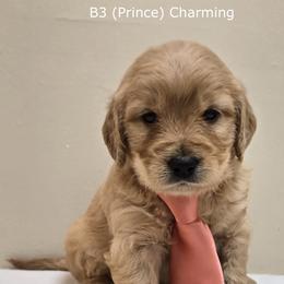 Boy 3 - Cream male Goldendoodle puppy in Milford, Michigan from Servant Kennel