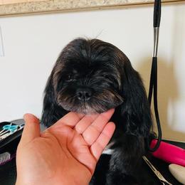 Maddie - Shih Tzu