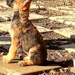 Belgian Laekenois Puppies from Cal Curly Coats Belgian Laekenois