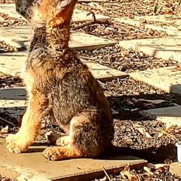 Belgian Laekenois Puppies from Cal Curly Coats Belgian Laekenois