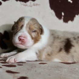 SPOOKY - Red merle male Australian Shepherd puppy in Star City, Arkansas from Blush & Lace Aussie Co.