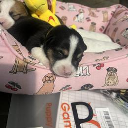 Boy 1 - male Pembroke Welsh Corgi puppy in New Waverly, Texas from Corgie & Cream Paradise