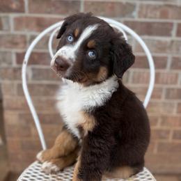 Phoenix - Red tri-color female Australian Shepherd puppy in Oklahoma City, Oklahoma from Mika’s Aussies