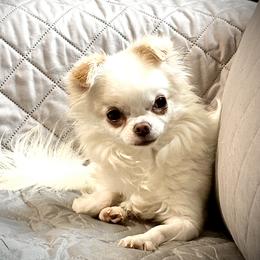 Anastasia - Chihuahua