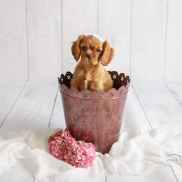 Cavalier King Charles Spaniel Puppies from Jina Ezell
