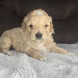 Richard - Cream male Goldendoodle puppy in Grovetown, Georgia from Snug-a-Doodles