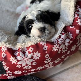 Cockapoo and Labrador Retriever Puppies from Kinkade Kennels