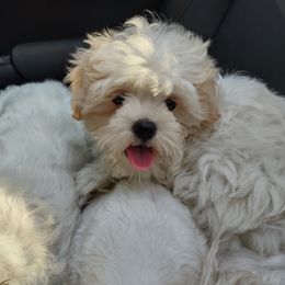 Shichon Puppies from Megen D Conroy