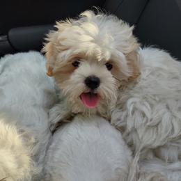 Shichon Puppies from Megen D Conroy