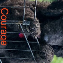 Courage - Black Poodle puppy in Lebanon, Ohio from Lucky's Legacy