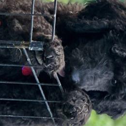 Courage - Black Poodle puppy in Lebanon, Ohio from Lucky's Legacy