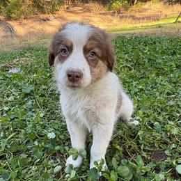Lou - Red tri-color male Australian Shepherd puppy in Grants Pass, Oregon from Carmel Mountain Aussies