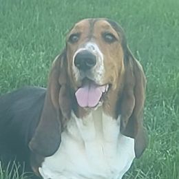 Dory - Basset Hound