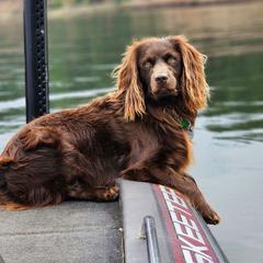 Jiggs - Boykin Spaniel