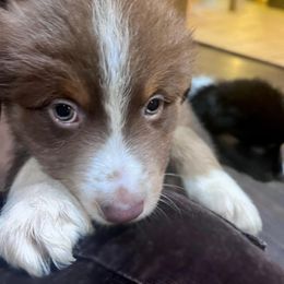 Australian Shepherd Puppies from Discovery Hill Australian Shepherds