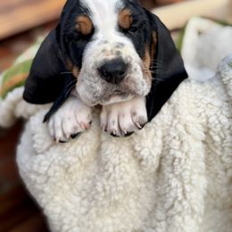 Mickey - Black and white male Basset Hound puppy in Bellaire, Ohio from Blessed Bassets