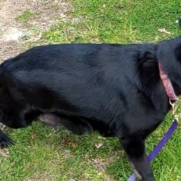 Izzy - German Shepherd