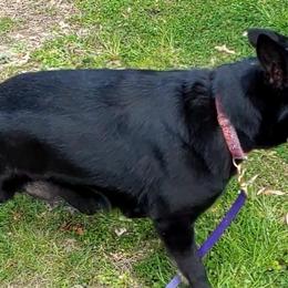 Izzy - German Shepherd