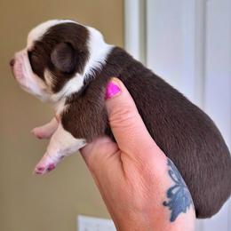Chocolate an white - Chocolate and white male Chihuahua puppy in Marcy, New York from Dralion Chihuahuas